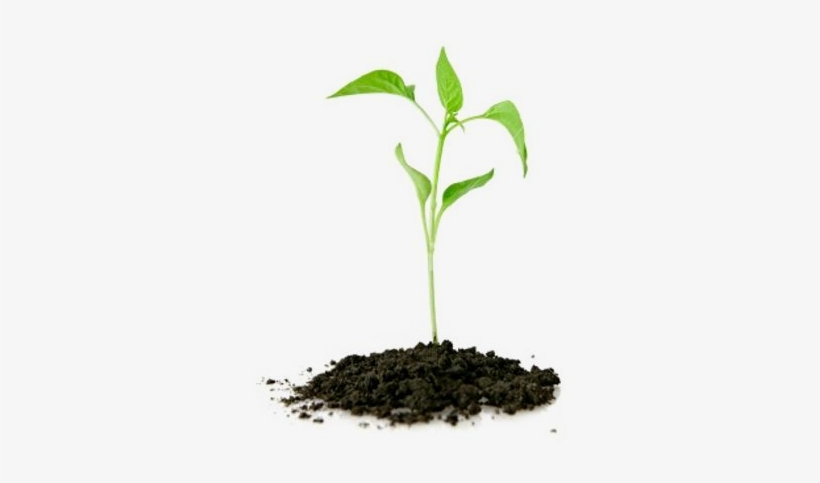 Plants-nursery - Founder's Mentality: How To Overcome The Predictable, transparent png