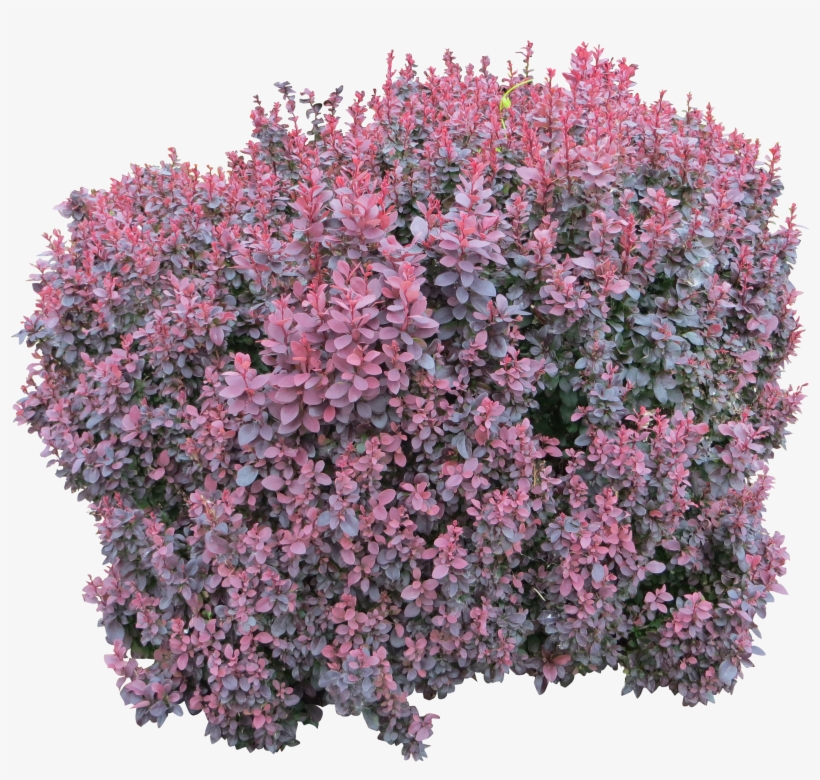 Bush Png Image - Pink Flower Bush Png, transparent png