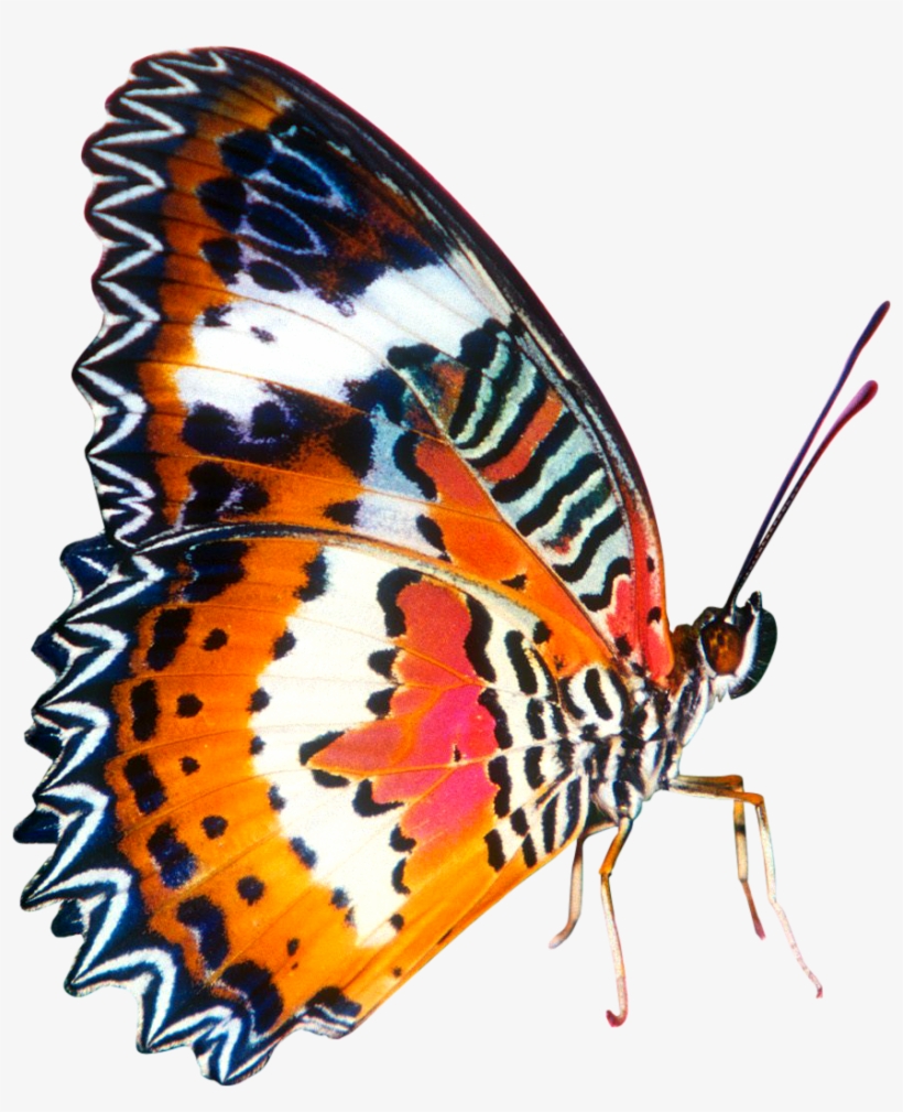 Colourful In Big Size Image Free Library - Orange And Pink Butterfly, transparent png