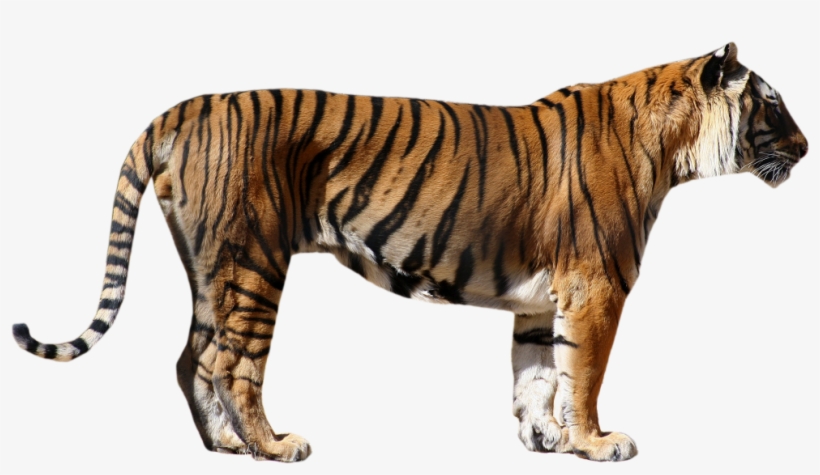 Bengal Tiger Png Photos - Transparent Tiger, transparent png
