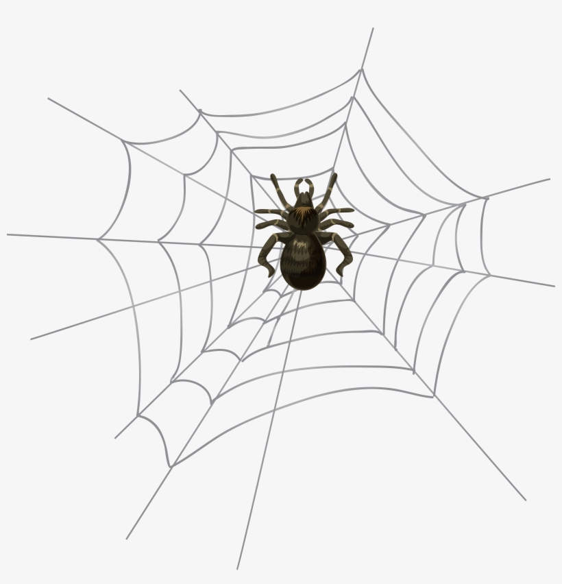 Spiders Drawing Realistic, transparent png