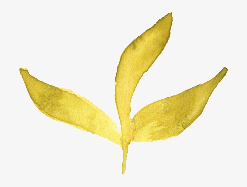 Free Download - Watercolor Yellow Leaves Png, transparent png