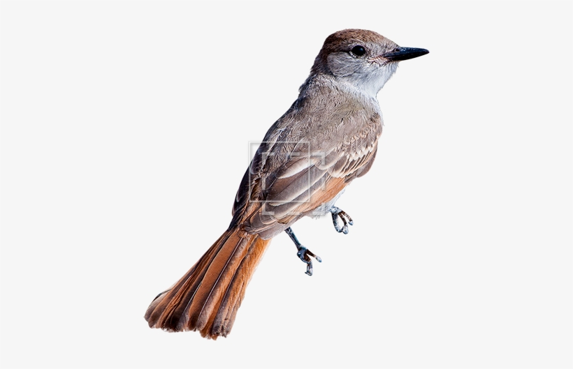 Small Bird - Portable Network Graphics, transparent png