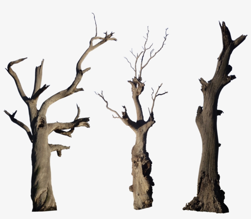 Old Tree Png High-quality Image - Old Tree Trunk Png, transparent png