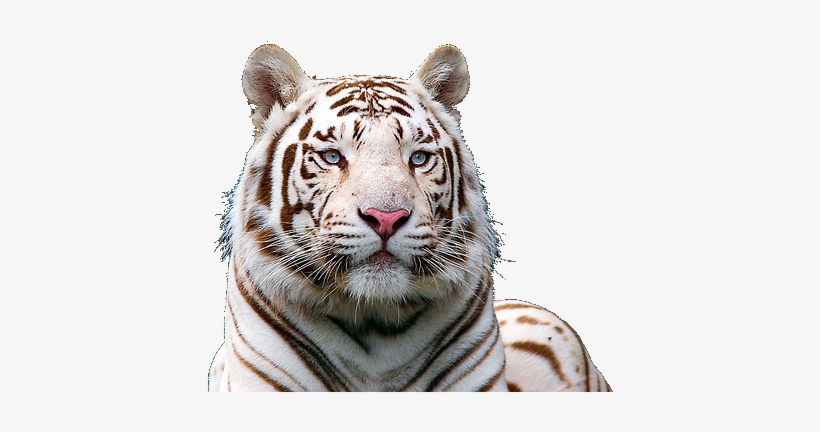 White Tiger, V - White Tiger With Blue Eyes Background, transparent png