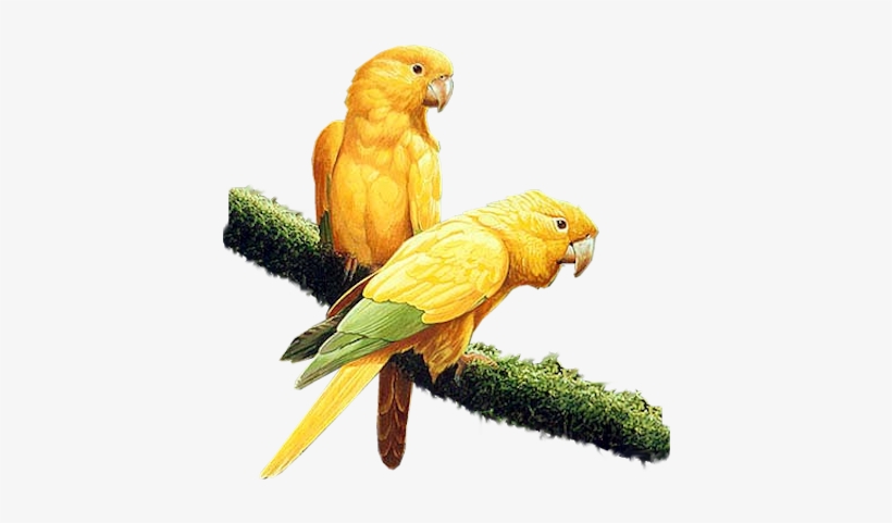 Yel-parrots - Yellow Parrot Png, transparent png