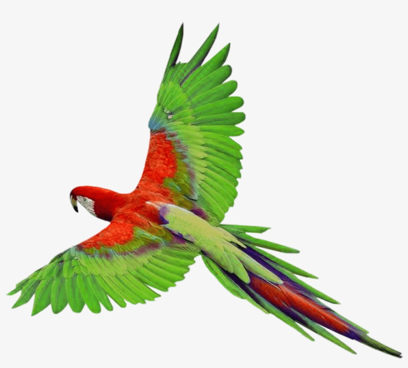 Parrot Png Photos - Parrot Png, transparent png