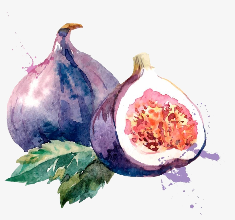 Common Fig Watercolor Painting Drawing Illustration Fig Watercolor
