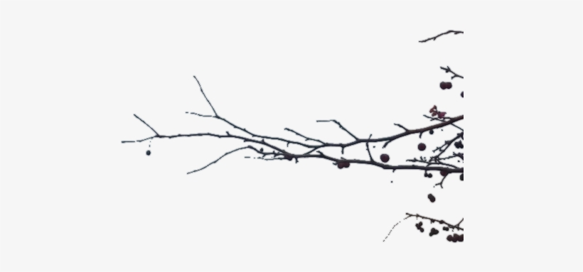 Branch Transparent - Branch Png, transparent png
