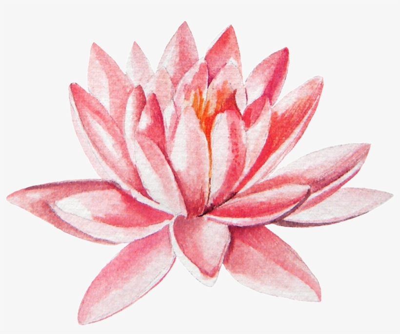 Hand Painted Pink Lotus Transparent Png - Sacred Lotus, transparent png