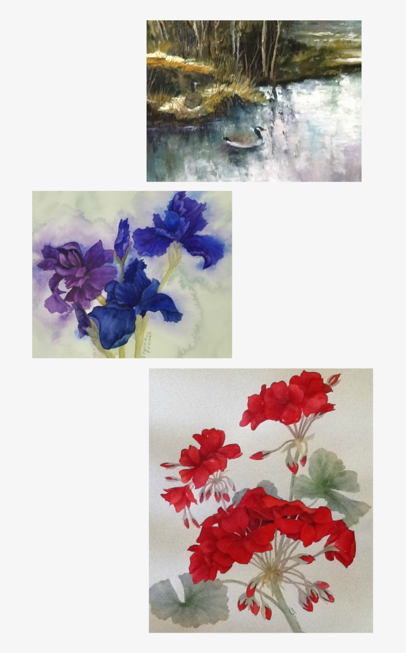 And Enjoy The Beautiful Flowers And Ponds - Bougainvillea, transparent png