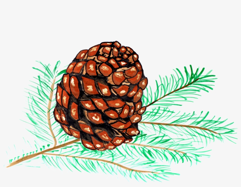 Pine Cones Pine Watercolor - Piñas De Pino Dibujo, transparent png