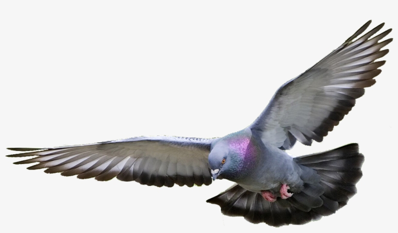 Pigeon Png Hd - Pigeon Png, transparent png
