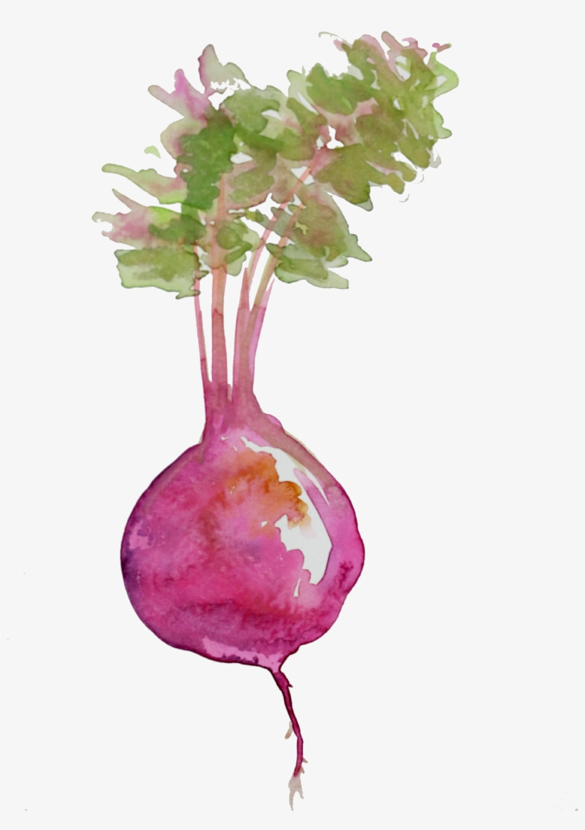 Beet - Beetroot Watercolor Png, transparent png