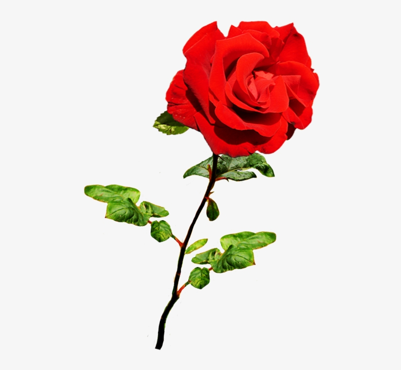Beautiful Valentine Rose, Valentine Red Rose On Stalk - Red Rose Png, transparent png