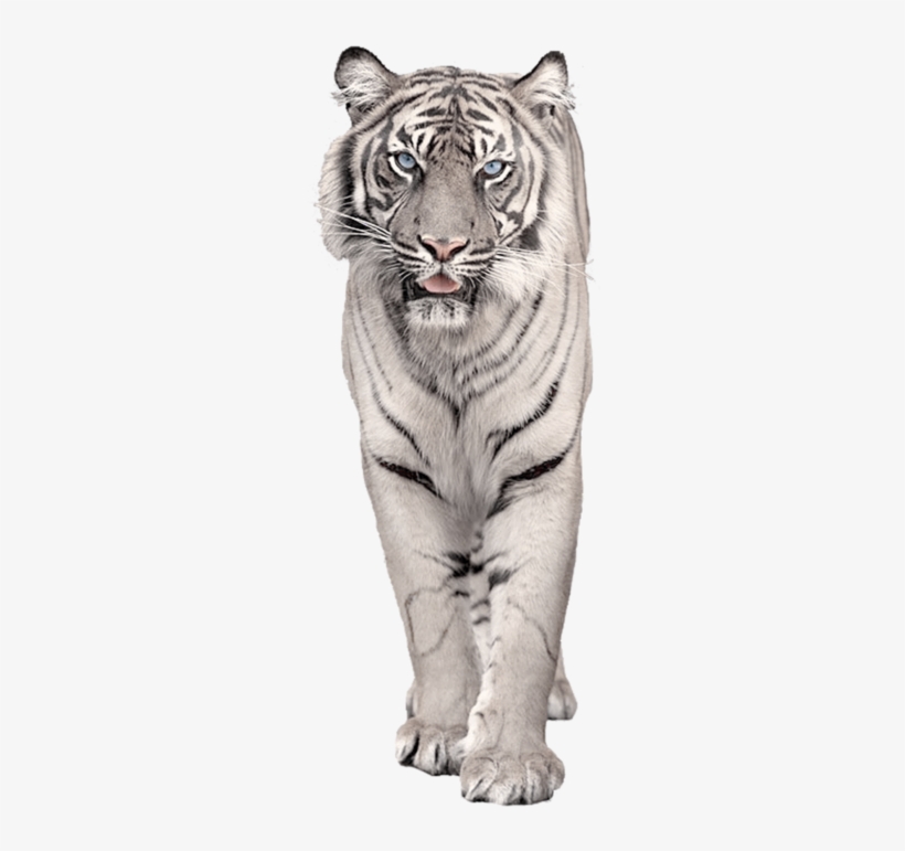White Snow Tiger Png, transparent png