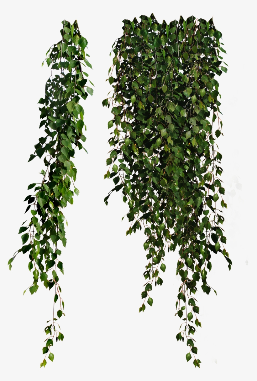 Cutout Plant Hanging Pinterest - Cottingley Secret By Hazel Gaynor, transparent png