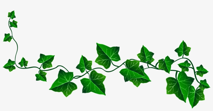 Sarmaşik Cli̇part Yandex - Ivy Clipart, transparent png