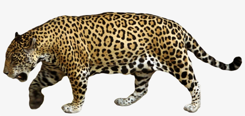 Animal Jaguar Png Download Image - Jaguar Png, transparent png