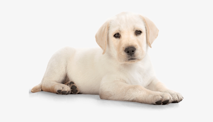 Download - Golden Retriever Puppy Png, transparent png