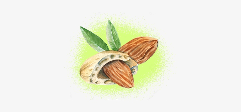Organic Sweet Almond Oil - Mandorla Stilizzata, transparent png