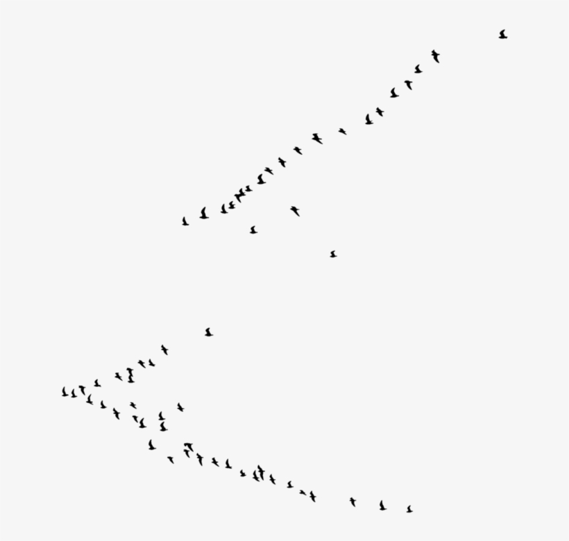 New Birds Png - Transparent Background With Birds, transparent png