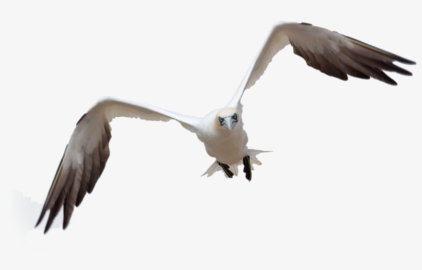 Bird Flight By Queenphotoshop On Deviantart - Bird Flying Png Photoshop, transparent png