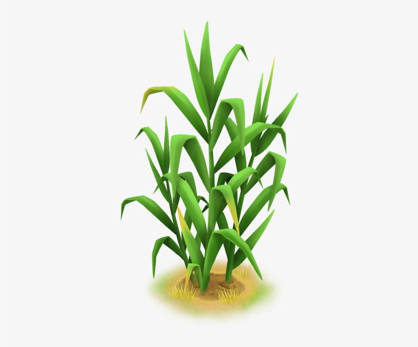 Tall Grass - Wiki, transparent png