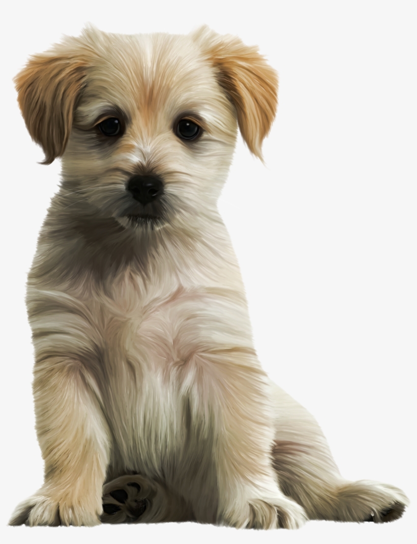 Cute Dog Png, transparent png