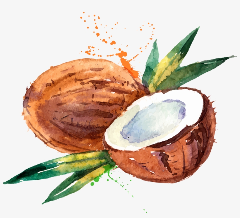 Coconut Water Coconut Milk Watercolor Painting - Watercolor Coconut, transparent png