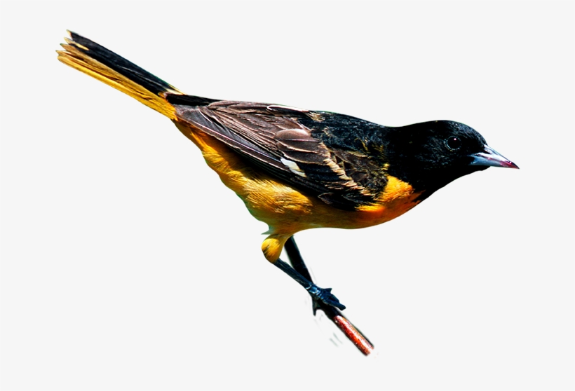 Climate Change Threatens To Disrupt The Ranges Of Birds - New York City, transparent png