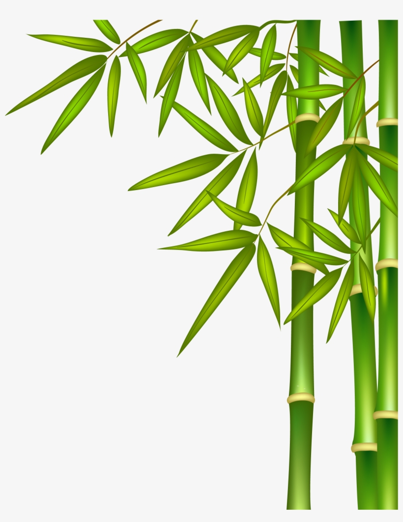 Bamboo Png, transparent png