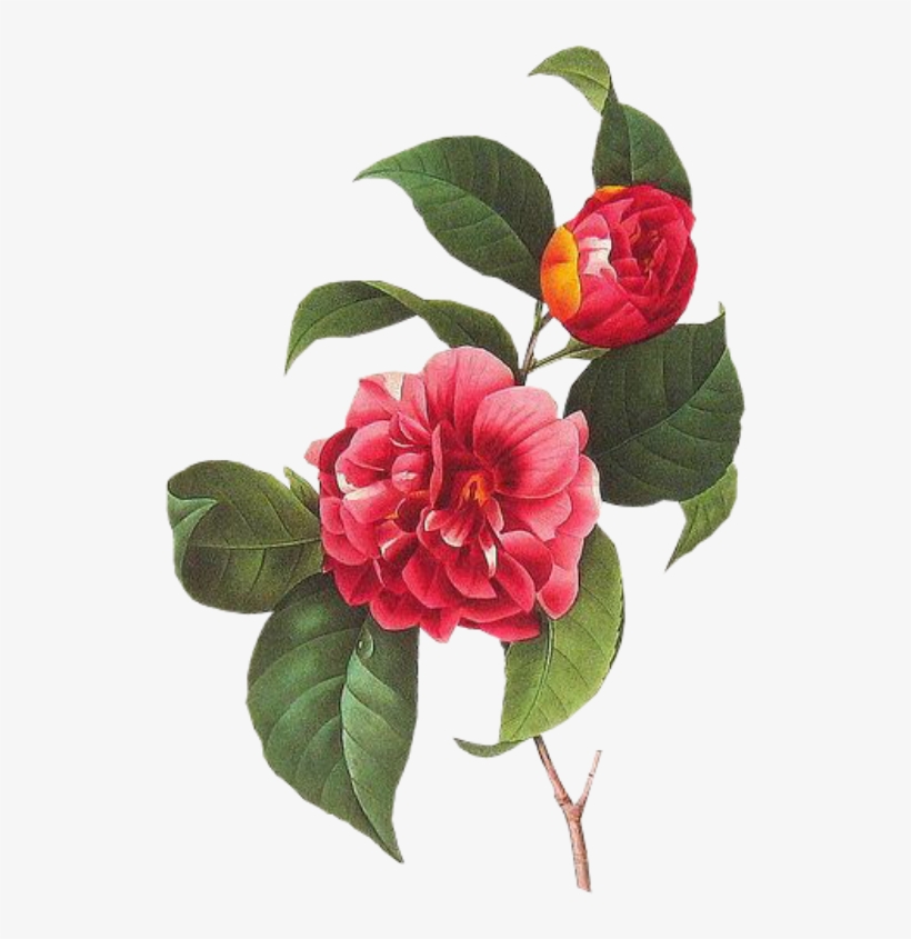 Cute Flower Pastel Spring Png Overlay Edits Edit Kpoped - Vintage Botanical Illustrations Public Domain, transparent png