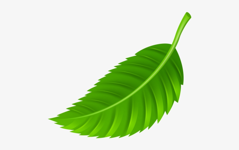 Leaf Png Clip Art, transparent png