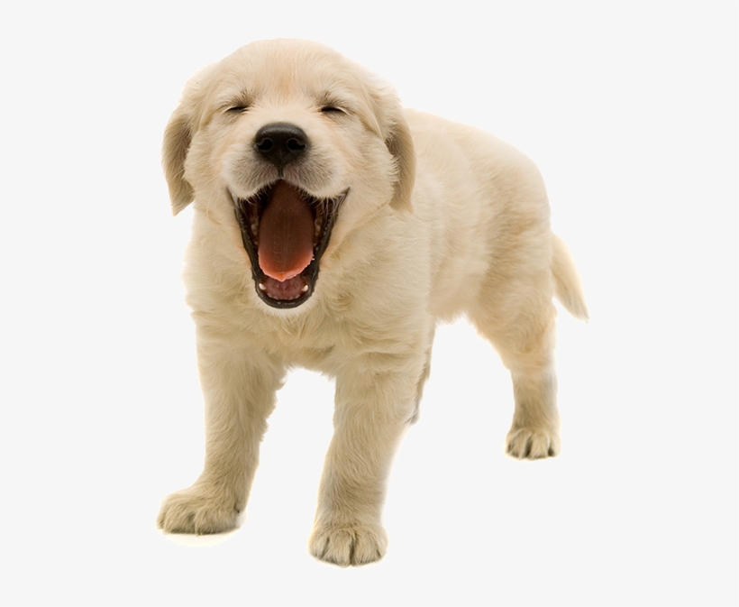 Golden Retriever Puppy Png, transparent png