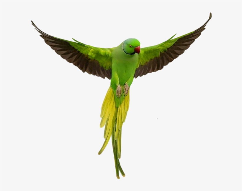 Parrot Png, transparent png