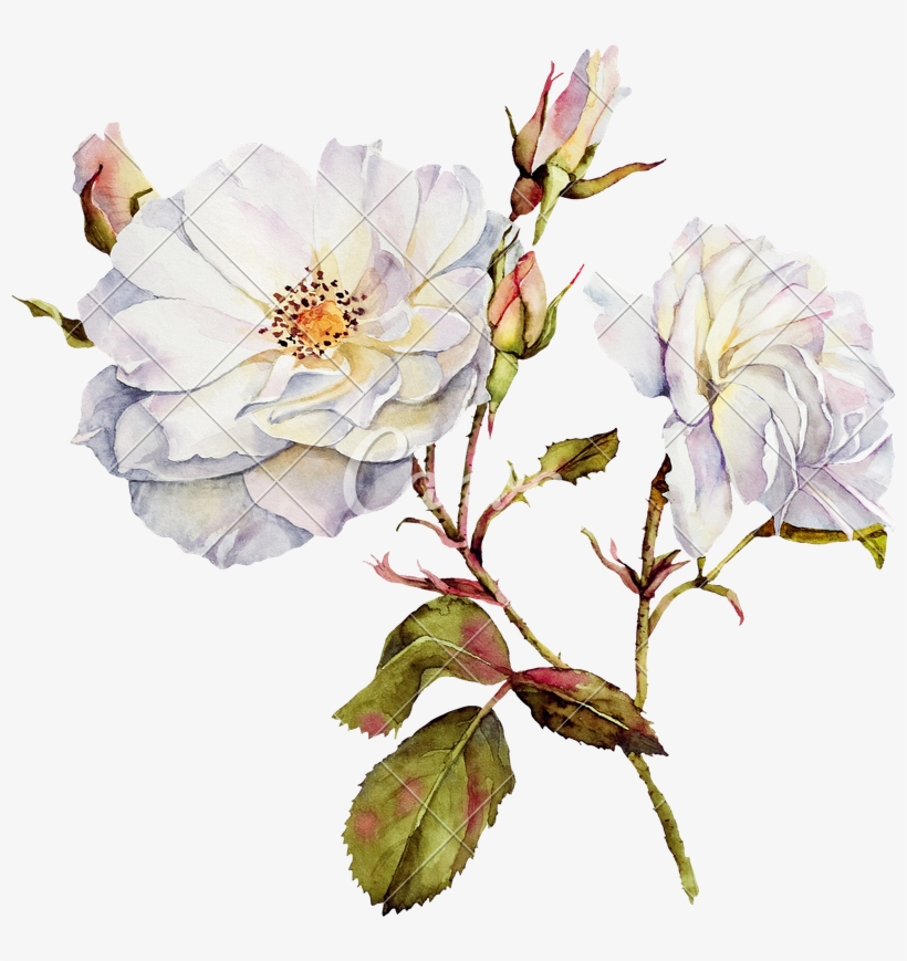Image Drawing Watercolor Vector Freeuse Download - Watercolor Rose Png White, transparent png
