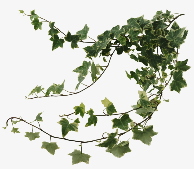 Ivy Wall Png Clipart Black And White - Ivy Vines, transparent png