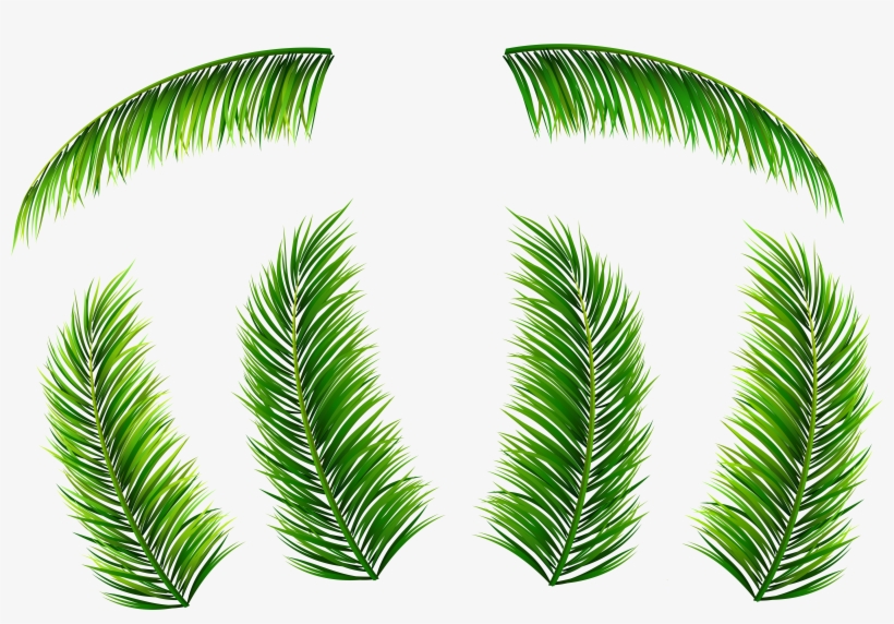 Palm Leaf Png, transparent png
