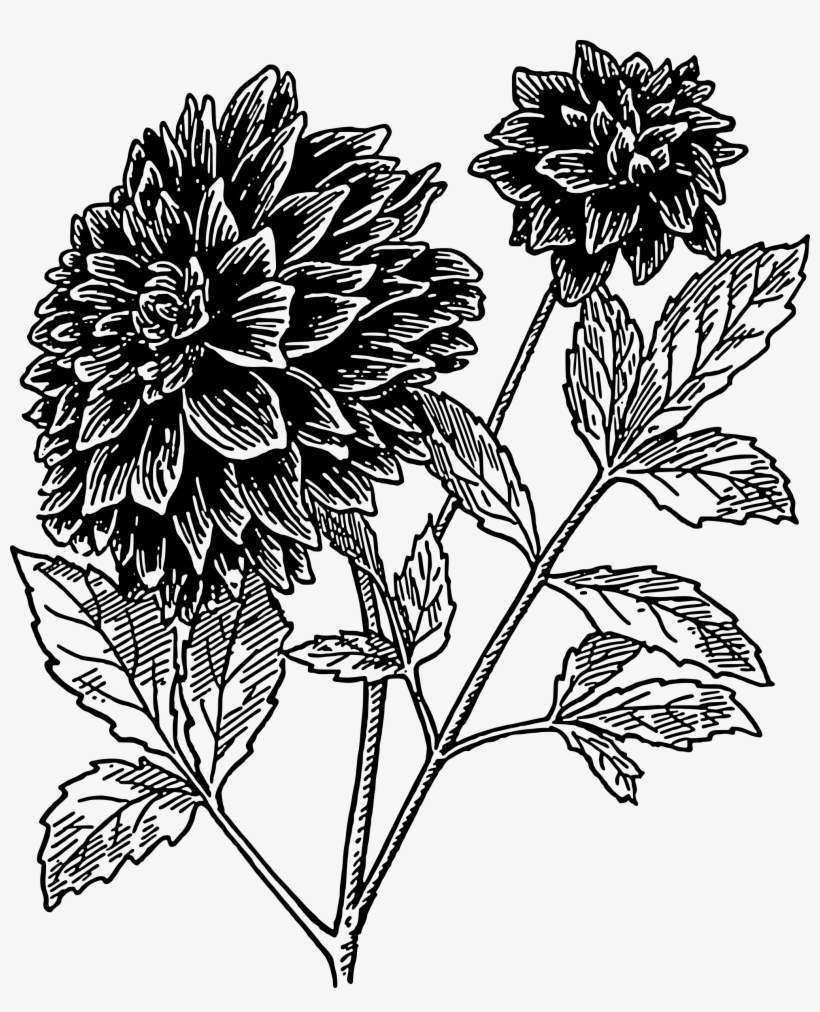Dahlia Clip Art Free Vector - Dahlia Clipart Black And White, transparent png