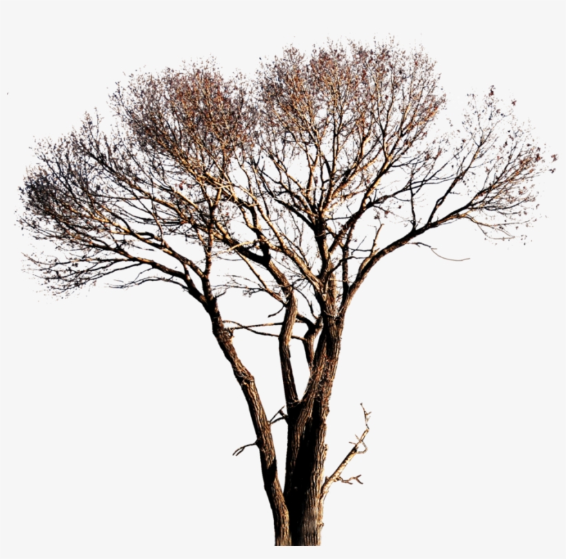 Tree Png Images, transparent png