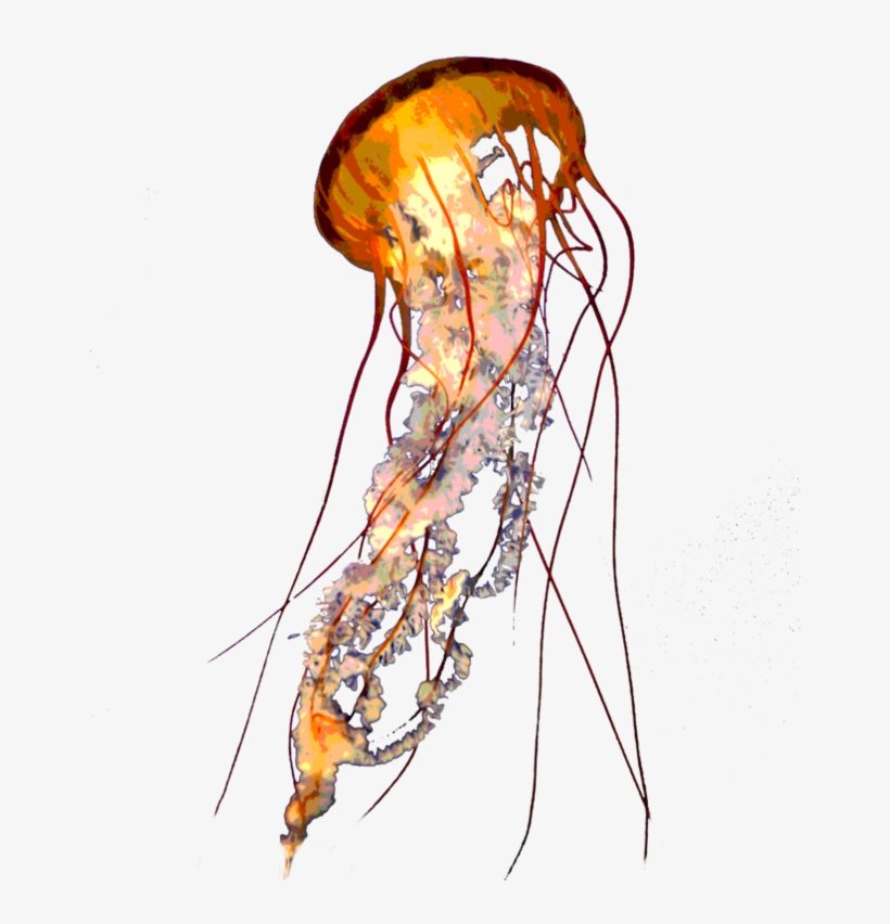 Jellyfish Png - Lion's Mane Jellyfish Png, transparent png