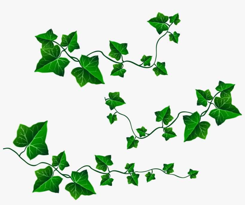 Png Royalty Free Stock English Ivy Clipart - Ivy Png, transparent png