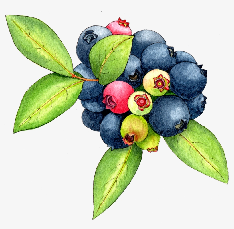 Berkeley Horticultural Nursery Berkeley Horticultural - Food, transparent png