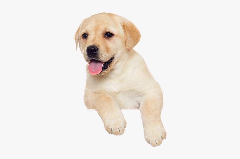 Puppy $100 - Pup Png, transparent png