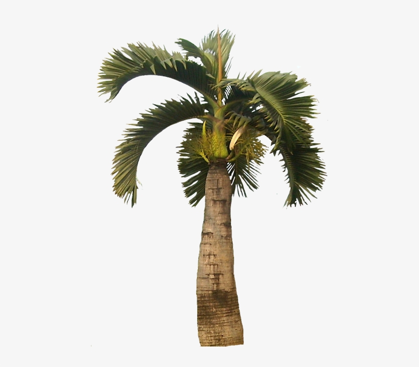 Tropical Plant Pictures - Palm Trees Png, transparent png