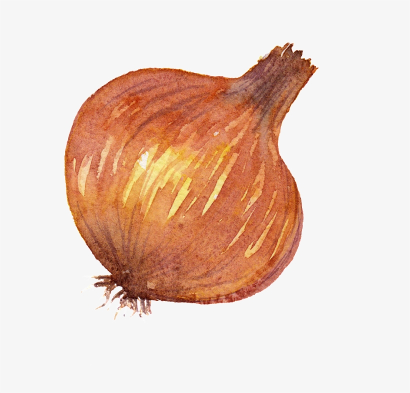 Este Gráficos É Onion Watercolor Vegetable Png Images - Onion, transparent png
