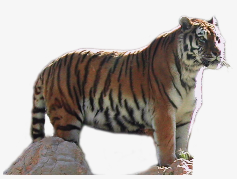 Download Tiger Png Transparent Images Transparent Backgrounds - Portable Network Graphics, transparent png