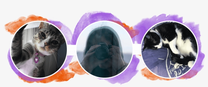 I Believe We Never Stop Learning, And It's Okay To - Kitten, transparent png