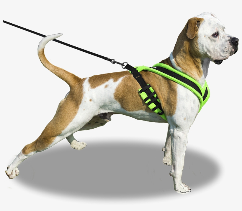 Our - Dog On Leash Png, transparent png